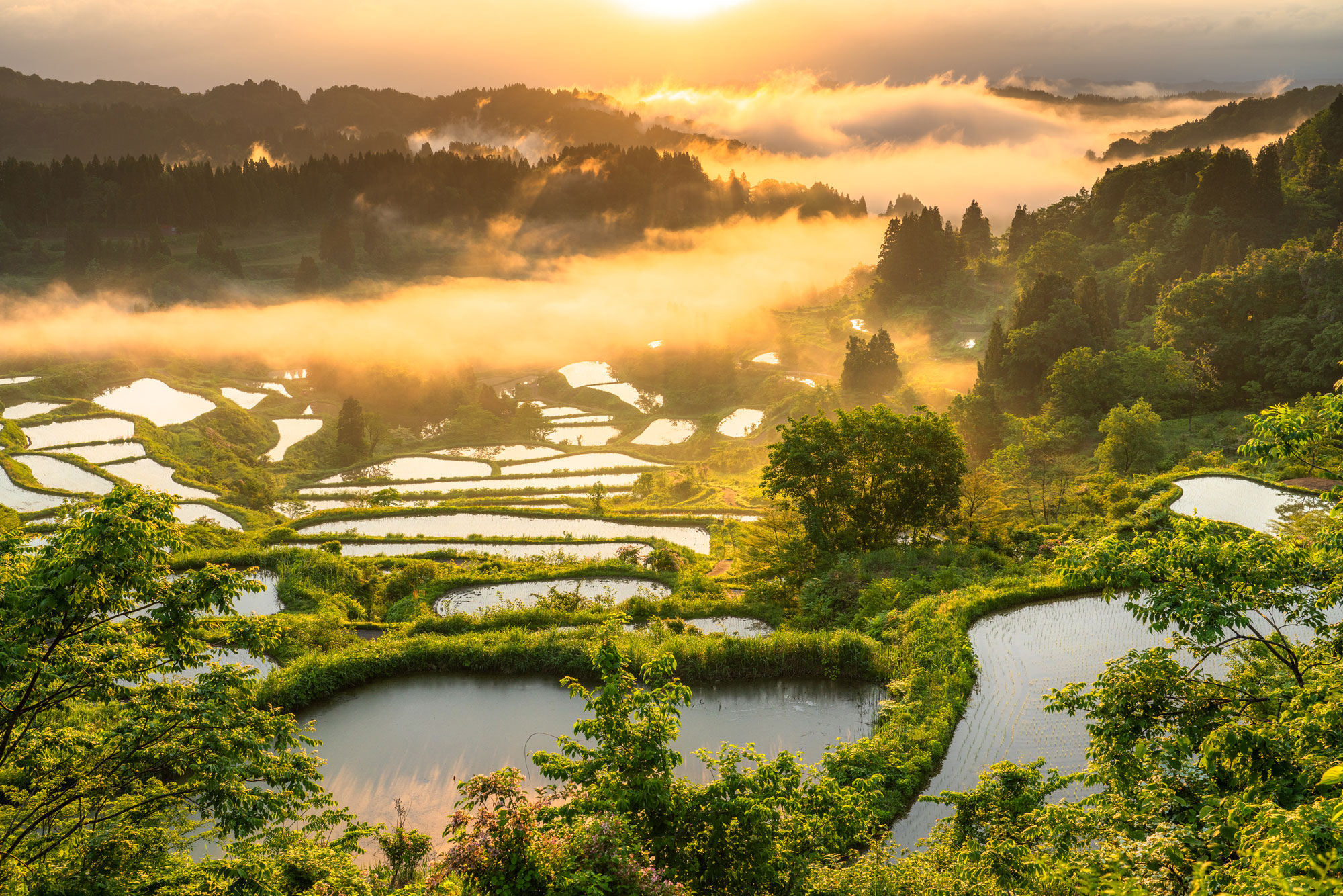 どぶろくシフォンケーキの誕生秘話